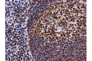 Image no. 4 for anti-Fragile X Mental Retardation 1 (FMR1) antibody (ABIN1498287)