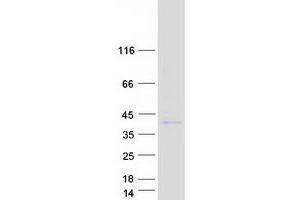 Validation with Western Blot (PRSS42 Protein (Myc-DYKDDDDK Tag))