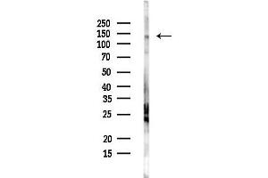 anti-Dentin Sialophosphoprotein (DSPP) antibody