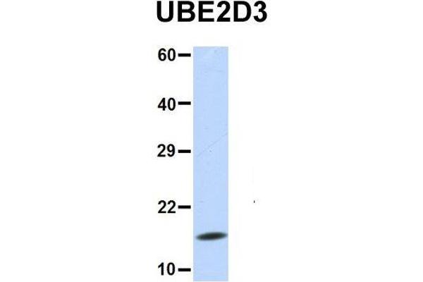 UBE2D3 Antikörper  (N-Term)