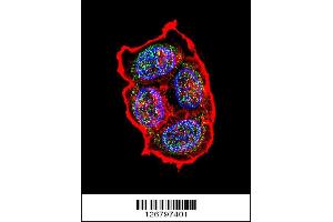 anti-Arginine Vasopressin (AVP) (AA 102-129) antibody