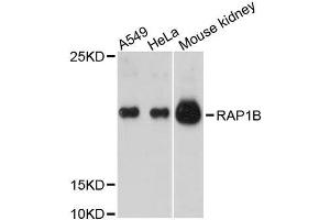 Western blot analysis of extracts of various cell lines, using RAP1B antibody. (RAP1B anticorps  (AA 1-184))