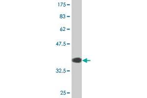 Western Blot detection against Immunogen (36.