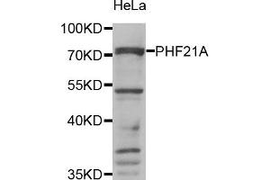 Western Blotting (WB) image for anti-PHD Finger Protein 21A (PHF21A) antibody (ABIN1980346) (PHF21A anticorps)