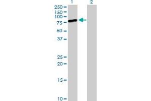 Western Blot analysis of MIZF expression in transfected 293T cell line by MIZF MaxPab polyclonal antibody. (HINFP anticorps  (AA 1-517))