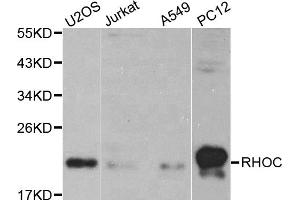 Western blot analysis of extracts of various cell lines, using RHOC antibody (ABIN5970421). (RHOC anticorps)