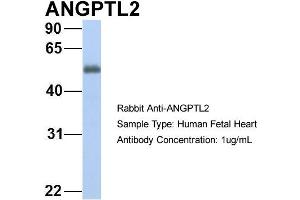 Host: Rabbit Target Name: GNAS Sample Type: Human Fetal Heart Antibody Dilution: 1. (ANGPTL2 anticorps  (N-Term))