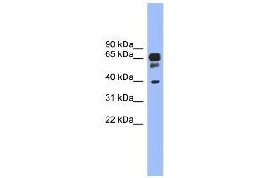 WB Suggested Anti-HTR5A Antibody Titration: 0. (Serotonin Receptor 5A anticorps  (N-Term))