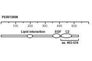 Image no. 3 for anti-Perforin 1 (Pore Forming Protein) (PRF1) antibody (ABIN187561)