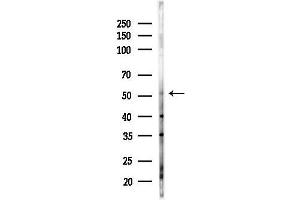 Western blot analysis of lysates from Hela cells(heat-shock,45 min treatment), using ERAL1 Antibody at 1/1000 dilution.