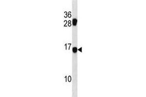 MDS1 antibody western blot analysis in mouse NIH3T3 lysate.