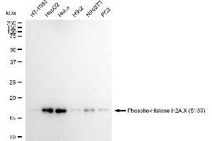 Western blotting analysis using phospho-Histone H2A.