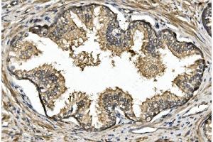 IHC analysis of Nogo A/RTN4 using anti-Nogo A/RTN4 antibody (ABIN7603185). (Reticulon 4 anticorps  (N-Term))
