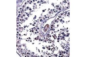 Immunohistochemistry analysis in formalin fixed and paraffin embedded human testis tissue reacted with Interleukin-25 / IL25 Antibody (Center) followed by peroxidase conjugation of the secondary antibody and DAB staining.