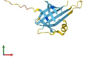 AlphaFold protein structure predicition of Mouse Recombinant Tcl1b4 Protein, UniprotID P56844