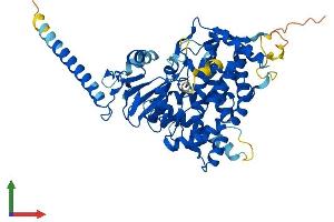 AlphaFold protein structure predicition of Human Recombinant CYP26C1 Protein, UniprotID Q6V0L0