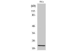 Western Blotting (WB) image for anti-Claudin 1 (CLDN1) (C-Term) antibody (ABIN3174417) (Claudin 1 anticorps  (C-Term))