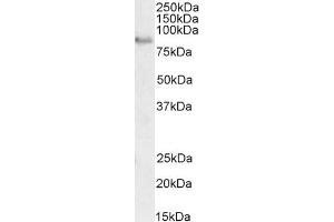 ABIN5539499 (2 μg/mL) staining of Rat Brain lysate (35 μg protein in RIPA buffer).