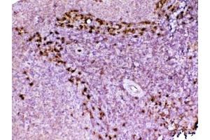 IHC testing of FFPE rat spleen tissue with ADA antibody at 1ug/ml. (ADA anticorps  (AA 2-238))