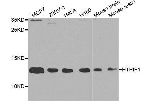 Western blot analysis of extracts of various cell lines, using ATPIF1 antibody (ABIN5972942) at 1/1000 dilution. (ATPase Inhibitory Factor 1 anticorps)