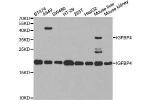 Western blot analysis of extracts of various cell lines, using IGFBP4 antibody. (IGFBP4 anticorps  (AA 22-258))