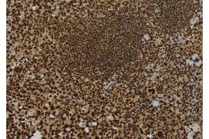 ABIN6273703 at 1/100 staining Mouse spleen tissue by IHC-P.