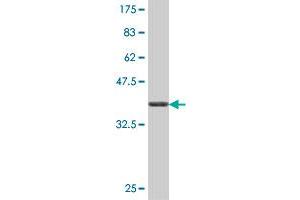 Western Blot detection against Immunogen (37.