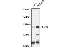 Western blot analysis of extracts of various cell lines, using P antibody (ABIN7269562) at 1:1000 dilution.