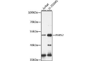 Western blot analysis of extracts of various cell lines, using P antibody (ABIN7269562) at 1:1000 dilution. (PARS2 anticorps  (AA 30-220))