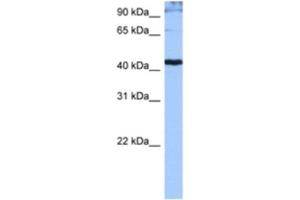 Western Blotting (WB) image for anti-serine/arginine-Rich Splicing Factor 6 (SRSF6) antibody (ABIN2462203) (SFRS6 anticorps)