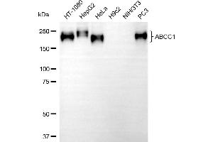 Western blotting analysis using ABCC1 antibody (ABIN7797684).