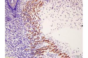 Formalin-fixed and paraffin embedded mouse embryonic muscle labeled with Anti-phospho-MYL6(Tyr29+Ser30) Polyclonal Antibody, Unconjugated (ABIN710156) at 1:200 followed by conjugation to the secondary antibody and DAB staining