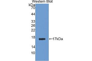 Figure. (AGMAT anticorps  (AA 205-347))