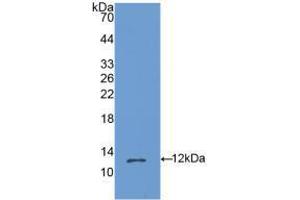 Western blot analysis of recombinant Mouse OSM. (Oncostatin M anticorps  (AA 25-115))