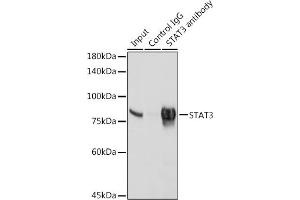 Immunoprecipitation analysis of 300 μg extracts of HeLa cells using 3 μg ST antibody (ABIN7270305).