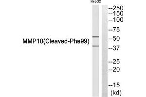 Western blot analysis of extracts from HepG2 cells, using MMP10 (Cleaved-Phe99) antibody. (MMP10 anticorps  (Cleaved-Phe99))