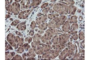 Image no. 4 for anti-Trafficking Protein Particle Complex 4 (TRAPPC4) antibody (ABIN1501263)