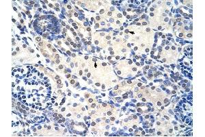 RNASEH2A antibody was used for immunohistochemistry at a concentration of 4-8 ug/ml to stain Epithelial cells of renal tubule (arrows) in Human Kidney. (RNASEH2A anticorps  (C-Term))