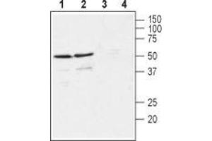 Western blot analysis of rat (lanes 1 and 3) and mouse (lanes 2 and 4) brain membranes: - 1,2. (GFRA4 anticorps  (Extracellular, N-Term))