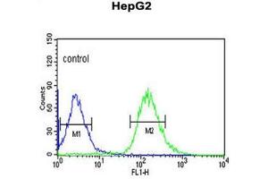 WAC Antibody (Center) flow cytometric analysis of HepG2 cells (right histogram) compared to a negative control cell (left histogram).