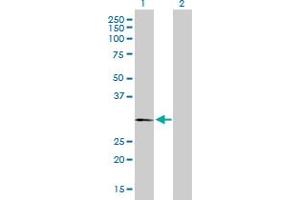 Western Blot analysis of PLP1 expression in transfected 293T cell line by PLP1 MaxPab polyclonal antibody. (PLP1 anticorps  (AA 1-277))