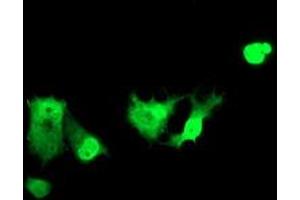 Image no. 11 for anti-Zinc Finger and SCAN Domain Containing 18 (ZSCAN18) antibody (ABIN1501857) (ZSCAN18 anticorps)