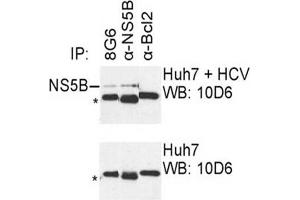 IP was carried out with NS5B specific mAb 8G6 using the lysates of Huh7 cells harboring selectable subgenomic HCV RNA replicon (upper panel) or plain Huh7 cells (lower panel). (HCV 1b NS5B anticorps  (AA 77-86))