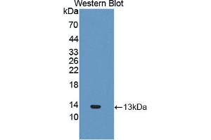 Figure. (CXCL11 anticorps  (AA 159-258))
