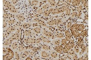 ABIN6269136 at 1/100 staining Rat kidney tissue by IHC-P. (FGFR1 anticorps  (C-Term))