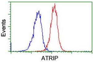 Image no. 6 for anti-ATR Interacting Protein (ATRIP) (AA 42-309) antibody (ABIN1491507)