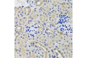 Immunohistochemistry of paraffin-embedded mouse kidney using HK3 antibody (ABIN5974682) at dilution of 1/100 (40x lens). (HK3 anticorps)