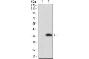 Western Blotting (WB) image for anti-Solute Carrier Family 27 (Fatty Acid Transporter), Member 2 (SLC27A2) (AA 346-405) antibody (ABIN1845739) (SLC27A2 anticorps  (AA 346-405))