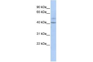 WB Suggested Anti-SPATC1 Antibody Titration: 0. (SPATC1 anticorps  (Middle Region))
