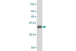 Western Blot detection against Immunogen (36.